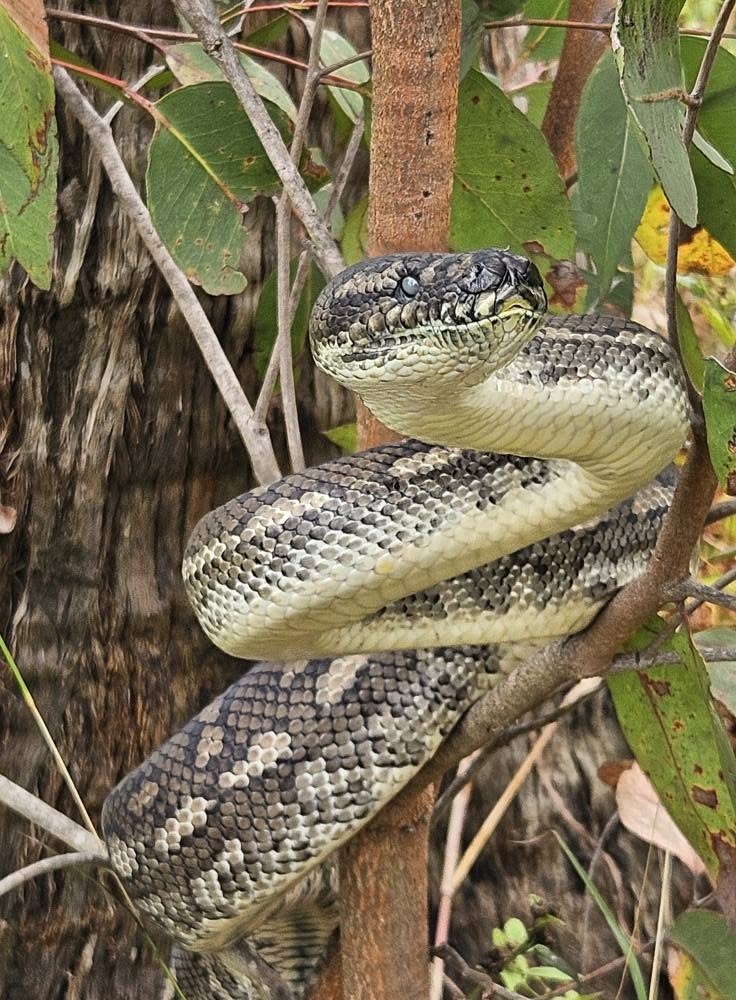 A snake resting among branches, photographed for Russell In The Grass